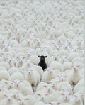Baa blahh